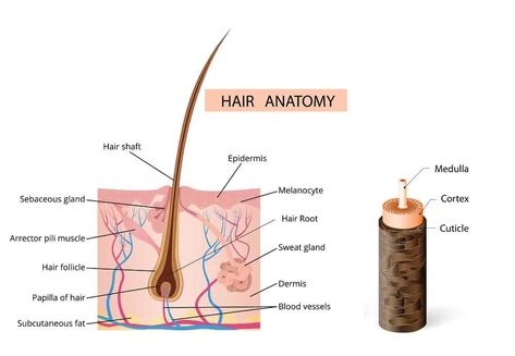 Hair Basics: Hair Structure, Growth Cycle, Types, Condition & Thickness Structure Of Hair, Hair Science, Porous Hair, Hair Structure, Haircare Tips, Thick Hair Styles Medium, Hair Growth Cycle, Easy Tricks, Fine Straight Hair