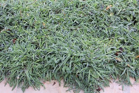 Dymondia margaretae (Silver Carpet) Grass Alternative, Silver Carpet, Perennial Ground Cover, Lawn Alternatives, Perennial Grasses, Fragrant Garden, Colorful Succulents, Garden Walkway, Coastal Gardens