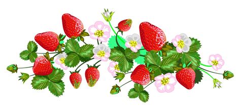 Vector isolated strawberries stock illustration Strawberries With Flowers, Strawberry Vine, All White Background, Flowers Illustration, Pink Room, Art Clipart, Porcelain Painting, Botanical Illustration, Pencil Drawing