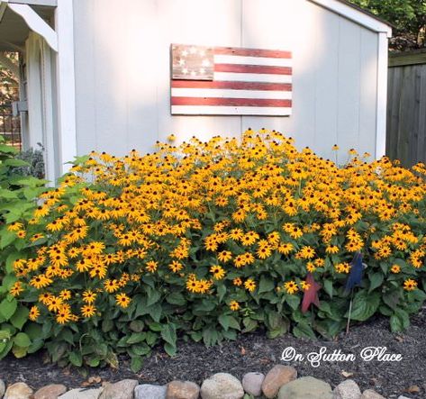 Shasta Daisies, Sutton Place, Beautiful Flowers Garden, Hardy Perennials, Hardy Plants, Black Eyed Susan, Black Eyed, Perennial Garden, Flowers Perennials