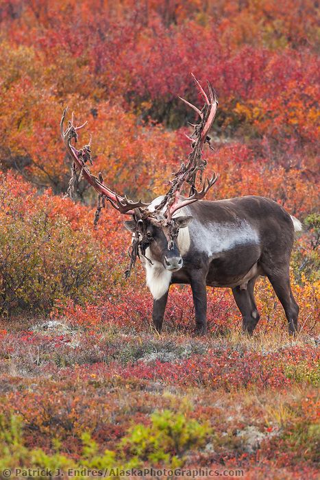 Large bull caribou with shedding velvet antlers walks through crimson colored dwarf birch tundra in Denali National Park. Caribou Hunting, Daily Dozen, Deer Family, Northwest Territories, Denali National Park, Wild Nature, Amazing Animals, Wild Life, Animal Photo