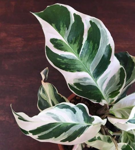 Green And White Plants, White Houseplants, Pretty Houseplants, Easy Houseplants, Variegated Monstera, Houseplant Care, Plant Goals, Calathea Plant, Pothos Plant