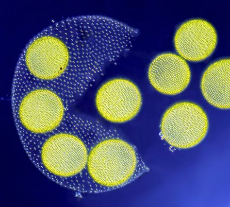 To honor the beauty of microscopic photographs, the Nikon Small World contest awards the most impressive micrographs captured by scientists and hobbyists. Volvox Algae, Cell Under Microscope, Microscope Pictures, Nikon Small World, Alexander Fleming, Under Microscope, Microscopic Photography, Photo Macro, Microscopic Images