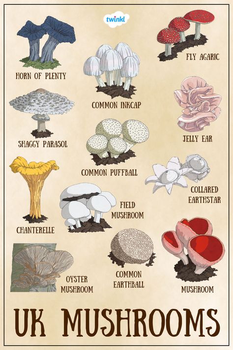 Poster shows 12 UK common mushrooms and their names Mushroom Activity, Horn Of Plenty, Home Grown Vegetables, Houseplants Indoor, Activity Pack, How To Find, Plant Care, Facts About, The Uk