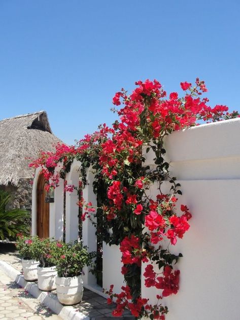 climbing flower vines, climbing red pink flowers on a white house, Greece Backyard, Floral Aesthetics, Fence Plants, Garden Fence Panels, Natural Fence, Living Fence, Home Exchange, Concrete Fence, White Fence