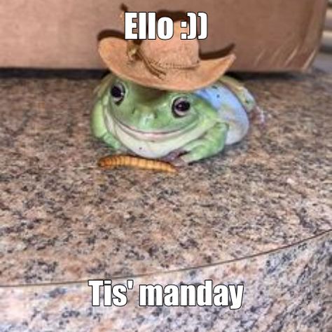 Frog Pictures Funny, Its Sunday My Dudes Frog, Friday Frog, Frog Friday, Frog Quotes, Frog Meme, Frog Pictures, Bad Memes, Funny Frogs