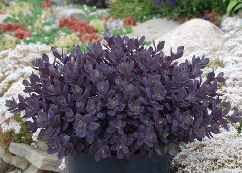 Sedum 'SunSparkler' Series - Longfellow's Garden Center Sedum Sunsparkler, Late Summer Flowers, Dream Plants, Rock Garden Plants, Magenta Flowers, American Garden, Cottage Farm, Fragrant Plant, Plant Combinations