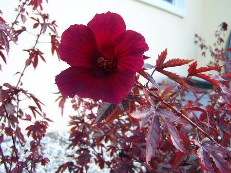 Cranberry Hibiscus Cranberry Hibiscus, Hibiscus, Cranberry, I Hope, Wallpapers, Canning, Plants, Flowers