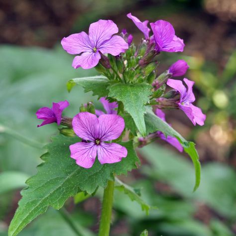 Pretty flowers of annual honesty, Lunaria annua by AngieC Email Marketing Newsletter, Display Advertising, Website Backgrounds, Print Advertising, Little Flowers, Herb Garden, Us Images, Pretty Flowers, Purple Flowers