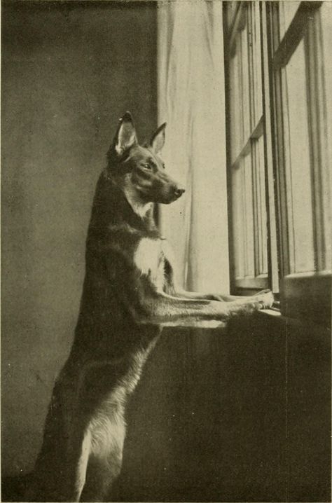 Dog Vintage Illustration, Vintage Dogs Images, Vintage Dog Photos, Vintage German Shepherd, Vintage Dog Painting, Sable German Shepherd, Old German Shepherd Dog, This Book, German Shepherd Art