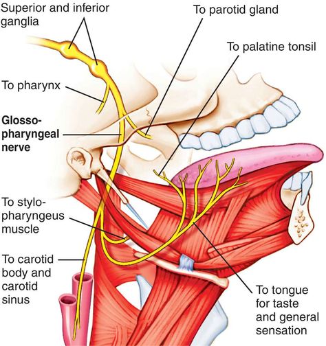 Neck Muscle Anatomy, Anatomi Dan Fisiologi, Glossopharyngeal Nerve, Nerve Anatomy, Cranial Nerves Mnemonic, Human Muscle Anatomy, Anatomy Medical, Study Stuff, Dental Anatomy