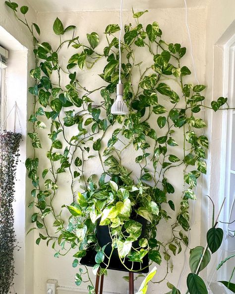 🌿CLIMBING POTHOS WALL NOW ➡️ THEN | follow @reenasplants for plant content 🌿 It’s been a while since I’ve posted about my Pothos wall so I wanted to post some progress pictures showing what it looks like now compared to what it looked like when it first started in my old apartment! It’s crazy how fast this wall grows, and I love that technology allows us to capture the progress of our plants’ growth! What plant of yours has grown the most for you in the time that you’ve owned it? . . . .... Plant On Wall Indoor, Pothos Trailing Ideas, Pothos Plant Wall, Climbing Indoor Plants, Monstera Climbing Wall, Climbing Pothos, Plant Wall Ideas Indoor, Pothos Wall, Plant Lady Aesthetic