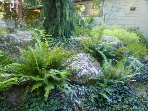 Fern And Rock Garden, Jurassic Garden Design, Rainforest Garden, Sidewalk Landscaping, Boulder Garden, Fern Garden, Formal Garden Design, Townhouse Garden, House Patio