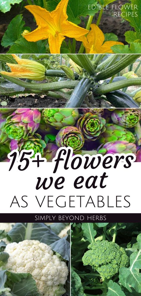 This is the ultimate list of over 15 flowers we can eat as vegetables. Eating edible flowers not just for their beauty but as a delicious nutrient-dense vegetable is a great. From zucchini flowers to cauliflower to pumpkin flowers, this collection of all the best edible flowers that are considered vegetables is what you need to start incorporating more healthy vegetables into your diet. Get more edible flower recipes, healthy recipes, and vegetable side dishes at simplybeyondherbs.com Pumpkin Flower Recipe, Vegetable Flowers, Flower Recipes, Pumpkin Flowers, Chive Blossom, Edible Flowers Recipes, Zucchini Flowers, Banana Blossom, Zucchini Blossoms