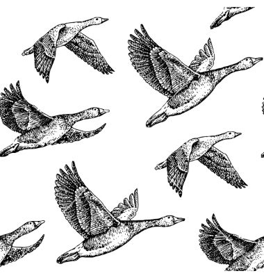 Flying geese vector pattern by Sunday_cake on VectorStock® Geese Flying Drawing, Flying Geese Tattoo, Flying Duck Tattoo, Flying Goose Tattoo, Geese Drawing, Geese Illustration, Canoe Illustration, Vintage Canoe, Sky Woman