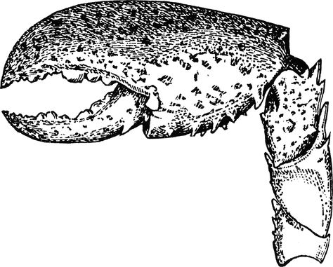 Lobster Claw Claw Drawing, Crab Pincers, Crab And Lobster, Drawing Simple, Lobster Claws, Crustaceans, Lobster Claw, Crab, Clip Art