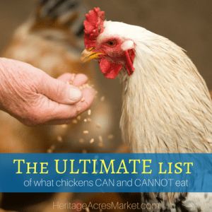 The ULTIMATE list of what chickens CAN and CANNOT eat » Heritage Acres Market LLC Easy Diy Chicken Feeder, What Can Chickens Eat, Animal Pairs, Feeding Chickens, Chicken Feeder Diy, Raising Turkeys, Chicken Brooder, Chicken Feeders, Poultry Feed