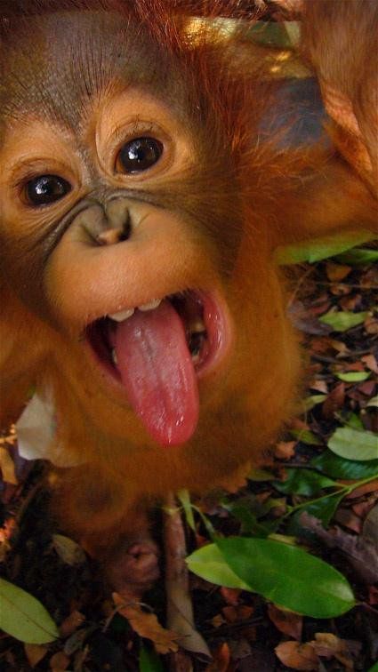 Embedded image Baby Orangutan, Orang Utan, Photo Animaliere, Cute Monkey, Cute Animal Pictures, Primates, Cute Creatures, Sweet Animals, Animal Planet