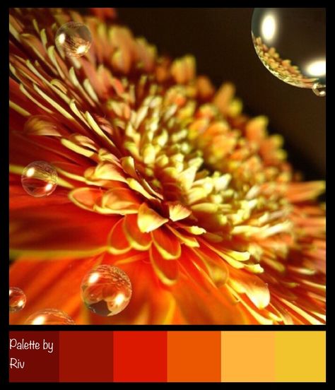 Palette in analogous fire colours. Phoenix Color Palette, Color Shading, Phoenix Rising, Colour Palettes, Color Wheel, Dot Painting, Colour Schemes, Color Pallets, Color Shades