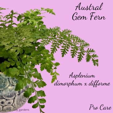 Austral Gem Fern Care Fern Care, Ferns Care, Low Lights, Fern, Herbs, Gems, Plants