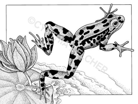 Frog Jumping, Leopard Frog, Edit Image, Frog Coloring Pages, Frog Illustration, Frog Tattoos, Frog Drawing, Frog Art, Frog And Toad