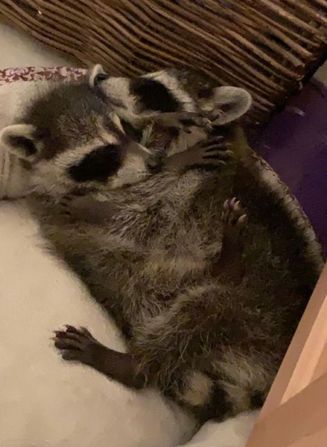 Racoon Matching Pfp, Racoons In Love, Raccons Couple, Cute Raccoons In Love, Raccoons Cute, Raccoon Couple, Two Raccoons In Love, Raccoons Cuddling, Cute Raccoons