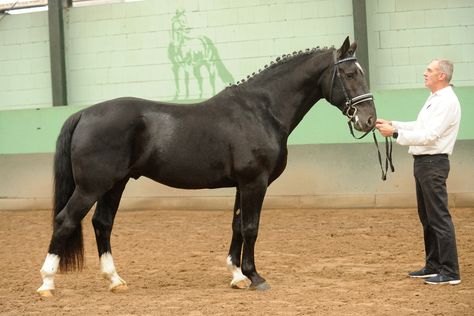 Zuchtverband für das Ostfriesische und Alt-Oldenburger Pferd e.V. - Ebro Sport Horse, Horse Breeds, Germany, Horses, Animals, Quick Saves