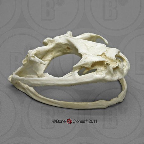 Frog Skull, Frog Skeleton, Real Skull, Monster Mask, Animal Skeletons, Frog Drawing, List Of Animals, Skull Mask, Animal Bones