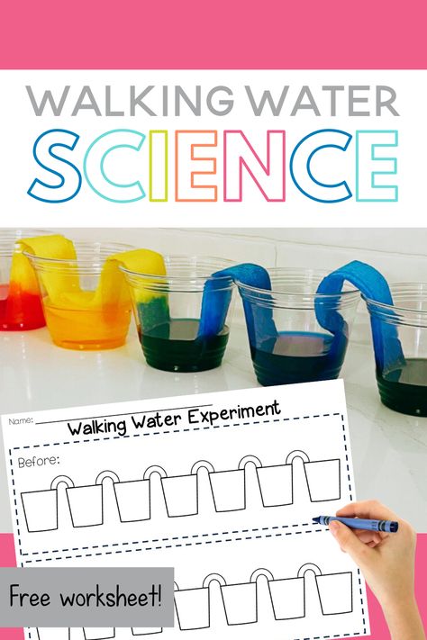 Water Theme Preschool, Walking Water Science Experiment, Walking Water Experiment, Water Experiments For Kids, Water Lessons, Water Science Experiments, Capillary Action, Walking Water, Pre-k Science