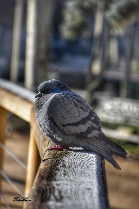 Sleeping Pigeon, Pigeon Sitting, Pet Pigeon, Cute Pigeon, Pigeon Pictures, Fat Bird, Pigeon Bird, A Level Art, Silly Animals