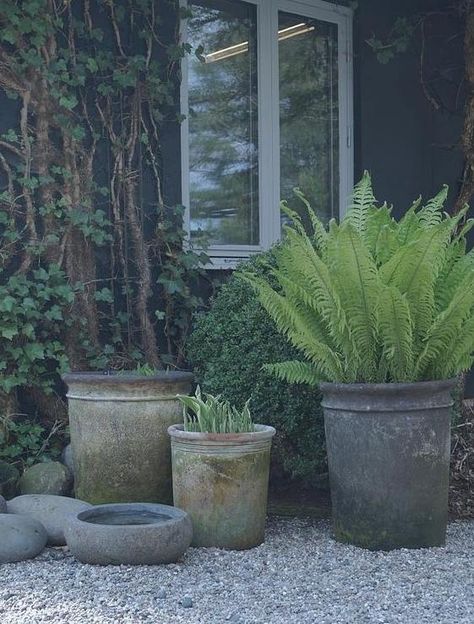 Moderne Have, Rustic Pots, Gravel Patio, Gravel Garden, Garden Containers, Courtyard Garden, Garden Cottage, Small Gardens, Shade Garden