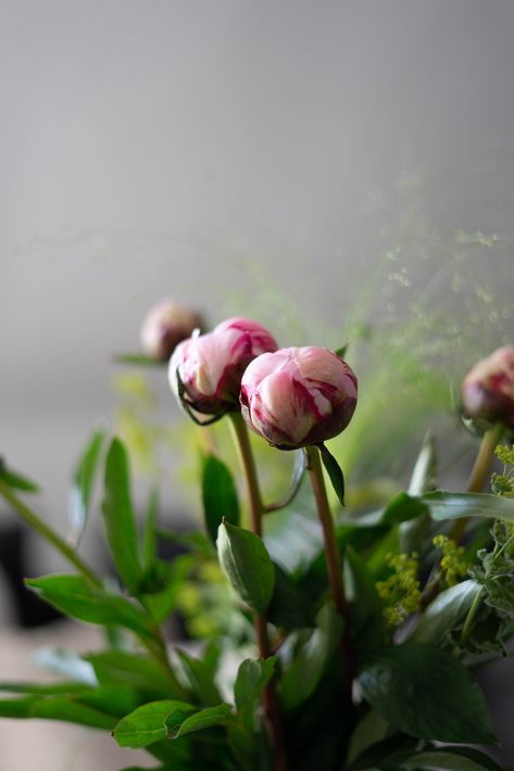 peony bud before flowering grown in pots Peonies In Pots, Grow Peonies, Beautiful Peonies, Leaves Photo, Planting Peonies, Peony Root, Growing Peonies, Overwintering, Plant Guide