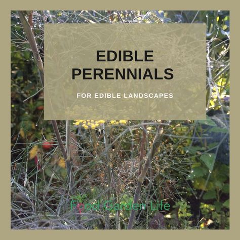 These Edible Perennials and Perennial Vegetables to Make a Delicious Edible Landscape — Food Garden Life: Edible Garden, Vegetable Garden, Edible Landscaping Edible Perennials, Edible Landscape, Perennial Vegetables, Let It Grow, Perennial Herbs, Garden Vegetable, Garden Life, Edible Landscaping, Dry Leaf