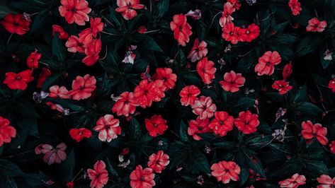 Download wallpaper 1920x1080 flowers, drops, red, bloom, flowerbed full hd, hdtv, fhd, 1080p hd background Wallpaper Desktop Pc, Bedroom Wallpapers, Store Wallpaper, Ed Wallpaper, Pc Desktop Wallpaper, Wallpaper Store, Hd Wallpapers For Laptop, Wallpaper Bathroom, Wallpaper Notebook