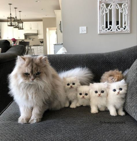 Persian Kittens, Söt Katt, Kitty Meow, Mama Cat, Cat Family, Cute Cats And Kittens, Cute Kittens, Pretty Cats