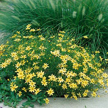 BHG147021 Perennial Bushes, Coreopsis Moonbeam, Deer Deterent, Deer Resistant Garden, Garden Mulch, Deer Resistant Perennials, Long Blooming Perennials, Mulch Landscaping, Deadheading