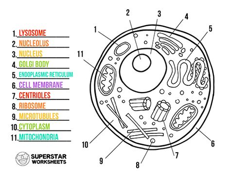 Free printable cell worksheets for coloring pages, label the cell, notebooking, science projects and more! Print our free science worksheets from SuperstarWorksheets! Animal Cell Worksheet, Animal Cell Diagram, Animal Cell Parts, Animal Cell Project, Cell Video, Superstar Worksheets, Free Science Worksheets, Cell Diagram, Science Cells