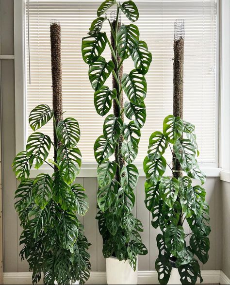 Monstera Siltepecana, Monstera Plant Care, Monkey Mask, Tanaman Indoor, Monstera Adansonii, Front Yard Garden Design, Plant Decor Indoor, Monstera Plant, House Plants Indoor