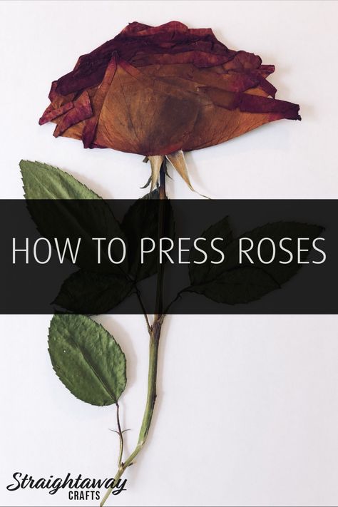 Learn how to press roses at straightawaycrafts.com Pressed flowers make amazing keepsakes and DIY craft projects. #StraightawayCrafts #PressedFlowers #DIY #Crafts #Rose #DIYCrafts #DIYCraftIdeas #DIYCraftProjects #CraftSupplies #Upcycle #EasyCrafts #PressedFlowers #HowTo #CraftHowTo #CraftTutorial Press Roses Diy, Pressing Roses, How To Press Roses, Press Roses, Pounded Flowers, Draw Plants, Pressed Roses, Dried Flowers Diy, Flower Pressing