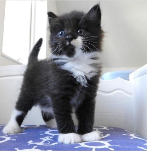 Fluffy Tuxedo Cat, Siberian Kittens, Tuxedo Kitten, Siberian Cats, Baby Pic, Tuxedo Cats, Teddy Bear Pictures, Cute Little Kittens, Siberian Cat