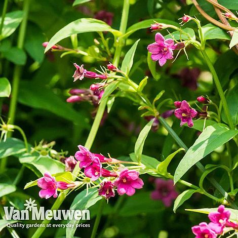 Scented Climber Collection | Van Meuwen Claw Gloves, Gardening Gear, Hardy Perennials, Flowers Perennials, Garden Supplies, Live Plants, Perennials, Gazebo, Flower Garden