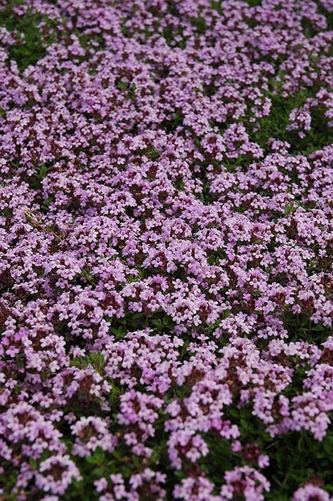 Red Creeping Thyme | Calloway's Nursery Phlox Ground Cover, Spice Pictures, Fruit Outfits, Colorado Native Plants, Birch Garden, Red Creeping Thyme, Flowering Herbs, English Flower Garden, William Robinson