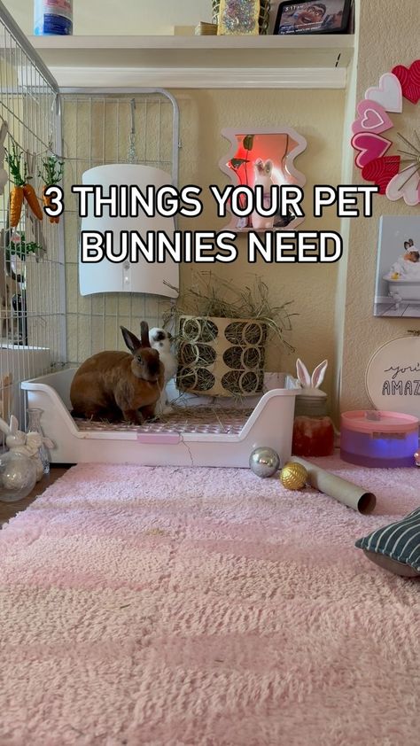 Pet Bunny Humor | Powerpuffbunnies | Don’t give them one of those tiny litter boxes for other small animals like hamsters I see at the pet store 🤦🏻‍♀️ Get them one like for a c… | Instagram Bunny Litter Box Ideas Diy, Rabbit Litter Box Ideas, Rabbit Set Up Indoor, Bunny Litter Box Ideas, Bunny Litter, Bunny Litter Box, Litter Box Ideas, Rabbit Litter Box, Rabbit Life