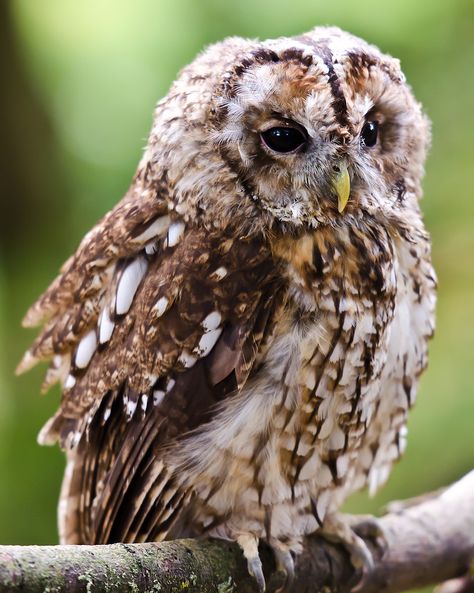 Fat Bird, Tawny Owl, Brown Owl, Burrowing Owl, Funny Owls, British Birds, Owl Photos, Beautiful Owl, Kinds Of Birds