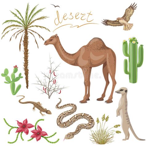 Desert plants and animals set. Set of desert plants and animals images isolated , #Ad, #animals, #set, #Desert, #plants, #Set #ad Desert Animals And Plants, Desert Animals, Kindergarten Design, Thematic Units, Animal Habitats, Plant Drawing, Biome, Desert Plants, Animal Sketches