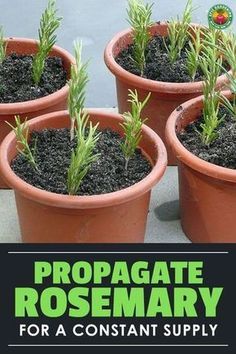 How To Propagate Rosemary From Cuttings, Selling Propagated Plants, Rosemary Plant Indoors, Rosemary Propagation, Planting Herbs Indoors, Propagating Rosemary, How To Propagate Rosemary, Rosemary From Cuttings, Rosemary Plant Care