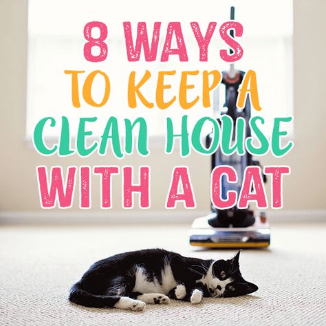 Keep A Clean House, Cats Grooming, Raising Kittens, Cat Area, Cat Cleaning, Cat Reading, Pet Mom, Cat Care Tips, Owning A Cat