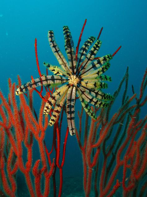 Giant feather star off Tioman Island, Malaysia Feather Star, Tioman Island, Creature Marine, Fauna Marina, Life Under The Sea, Beneath The Sea, Beautiful Sea Creatures, Water Animals, Underwater Creatures