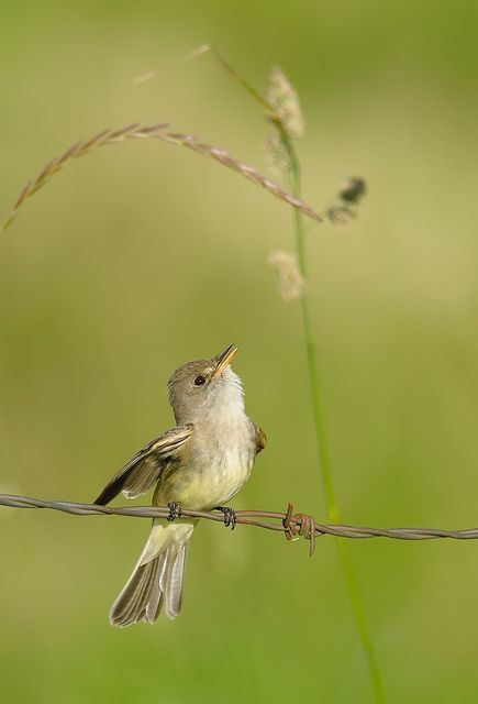 Willow Flycatcher by WesAslin Kunst Inspiration, Kinds Of Birds, Bird Watcher, Nature Birds, All Birds, Bird Pictures, Exotic Birds, Birdwatching, Pretty Birds