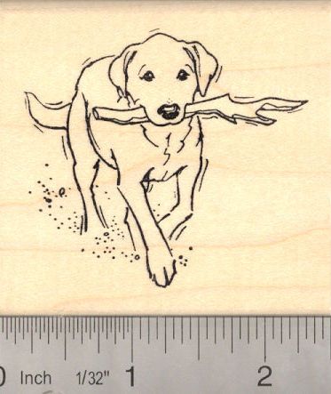 Labrador Retriever Dog Rubber Stamps (RubberHedgehog.Com) Labrador Retriever Art, Dog Line, 강아지 그림, Curious Creatures, Labrador Retrievers, Labrador Dog, Labrador Retriever Dog, Dog Drawing, Retriever Dog